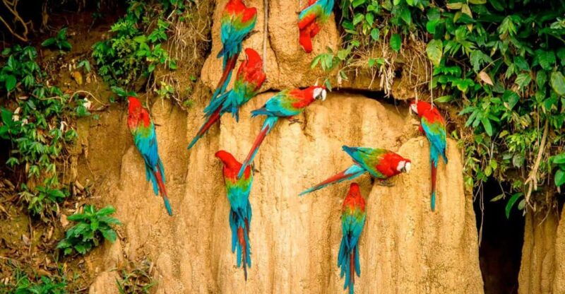 tambopata-clay-lick-for-macaws-2d-1n