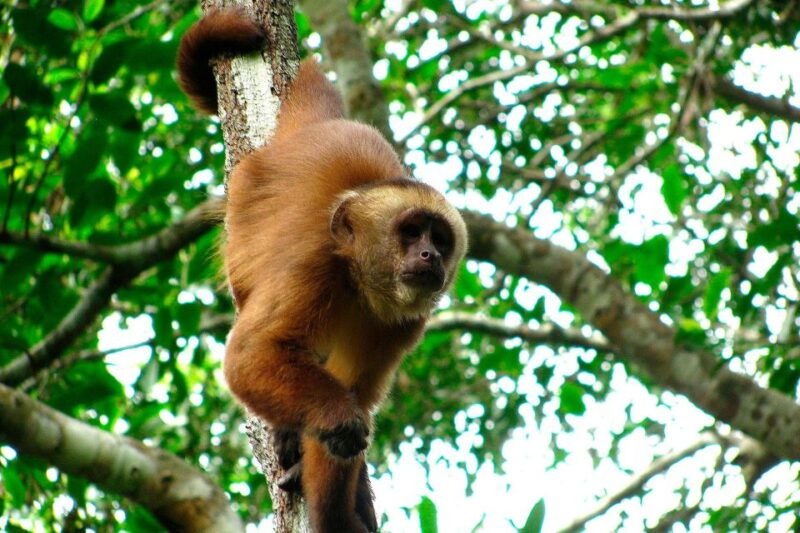 tambopata-lake-sandoval-canoeing-with-lunch