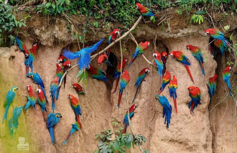 tambopata-macaw-clay-lick-5-days-4-nights