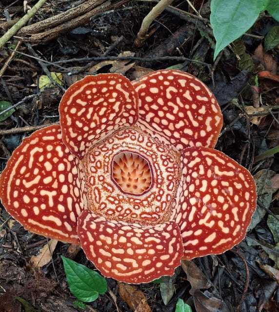 tambunan-rafflesia-flower-trekking-with-rustic-lunch