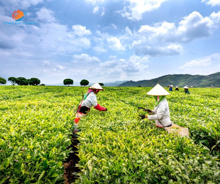 tea-coffee-tour