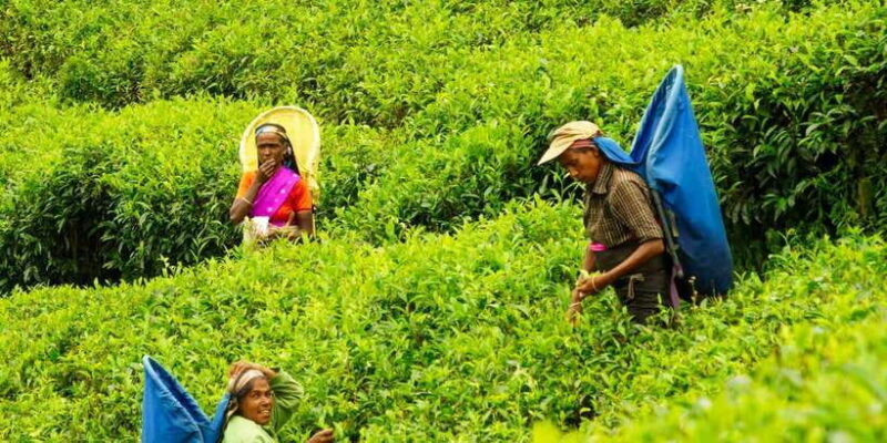 tea-plucking-tea-factory-tour-from-nuwara-eliya