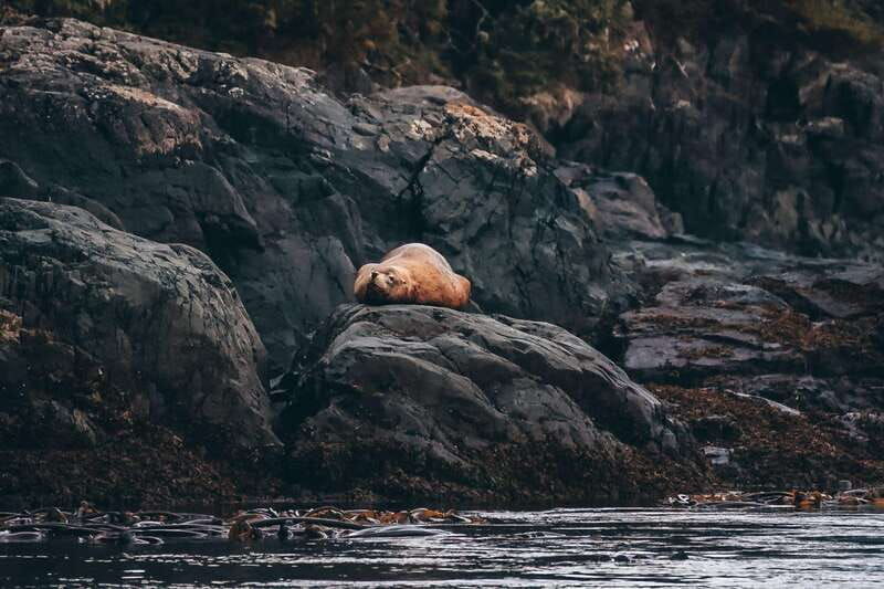 telegraph-cove-day-trip-kayaking-tour