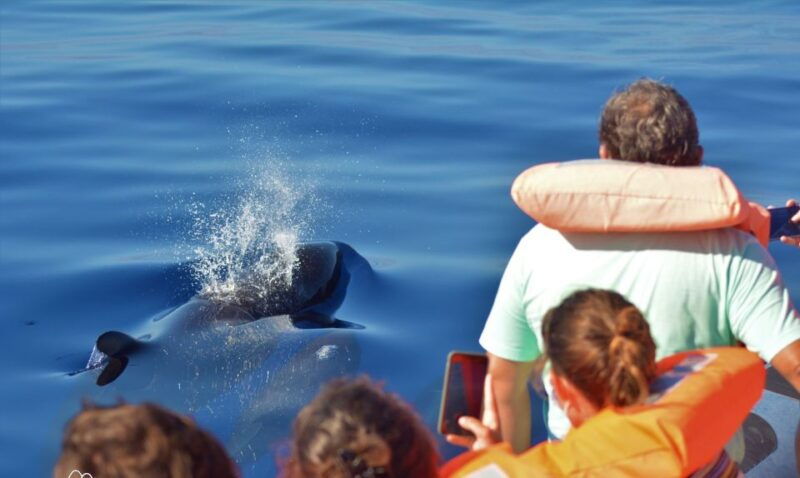terceira-half-day-dolphin-and-whale-watching-tour