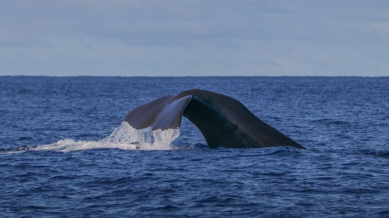 terceira-island-whale-and-dolphin-watching-boat-excursion