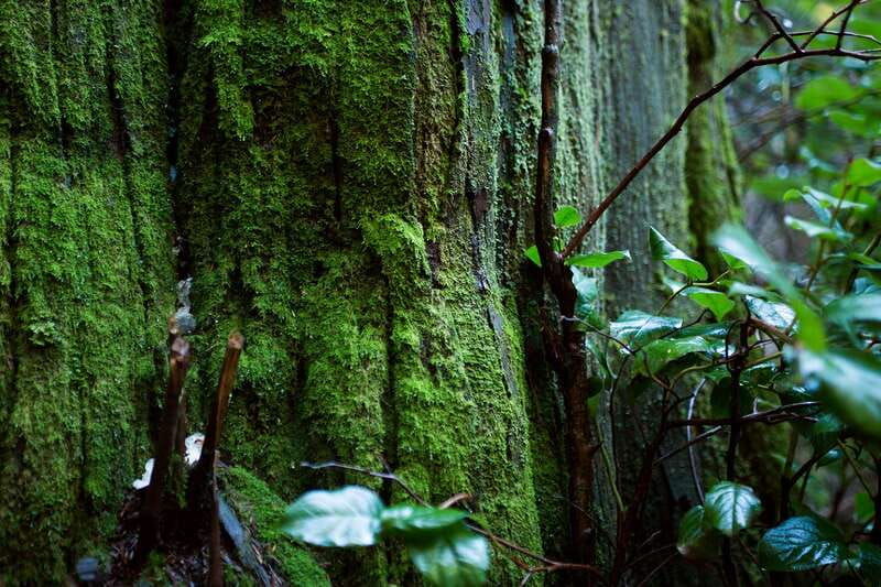the-dark-secrets-of-stanley-park-tour