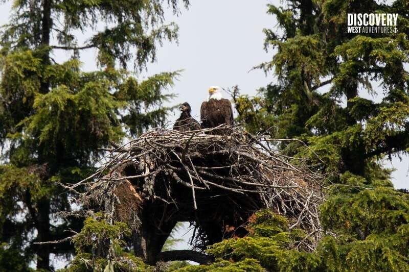 the-eagle-show-eagles-of-jimmy-judd