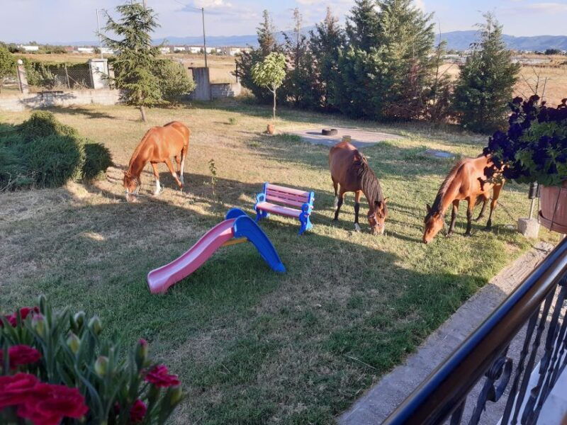 thessaloniki-private-greek-cooking-class-and-meal-at-a-farm