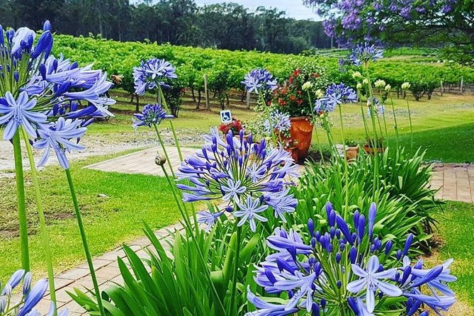 Tintilla Estate: Wine Tasting with a Meat and Cheese Platter - Final Thoughts: Is It Worth It?