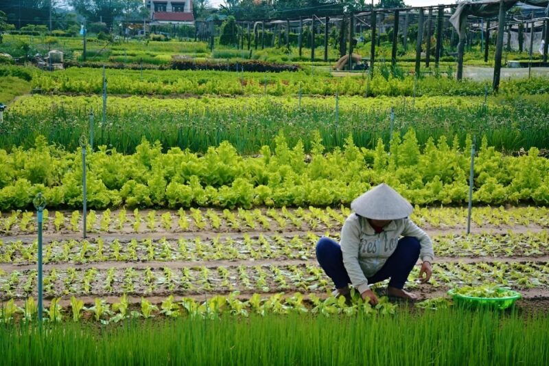 tra-que-village-vegetable-farm-experience-by-bike