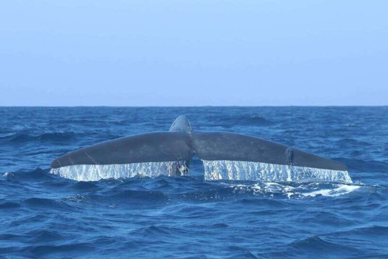 trincomalee-whale-and-dolphin-watching-tour