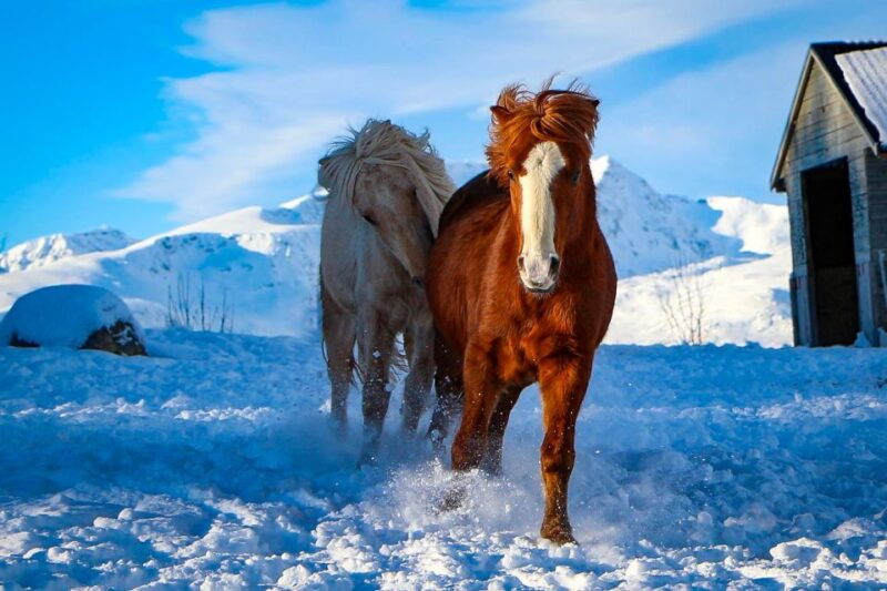 tromso-lyngen-horse-stud-farm-visit