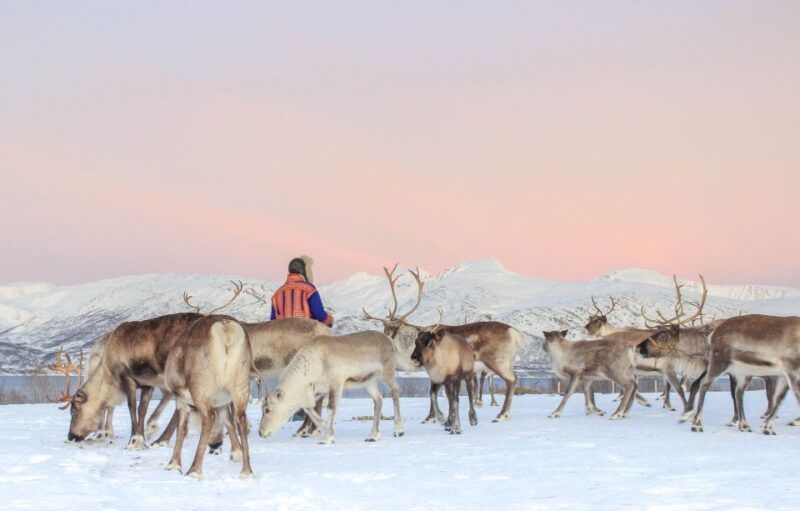 tromso-reindeer-ranch-and-sami-cultural-tour-with-lunch