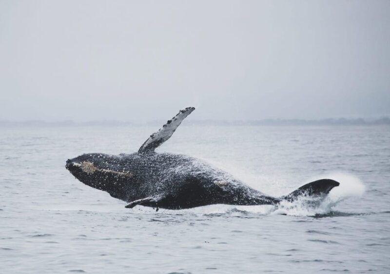 tromso-whale-safari-with-ms-keiser-wilhelm
