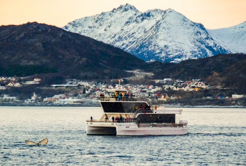 tromso-whale-watching-tour-by-hybrid-electric-catamaran
