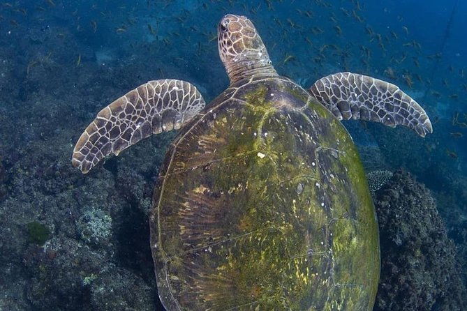 Try-Scuba Experience at Cook Island: Turtle Encounters 100% - FAQ