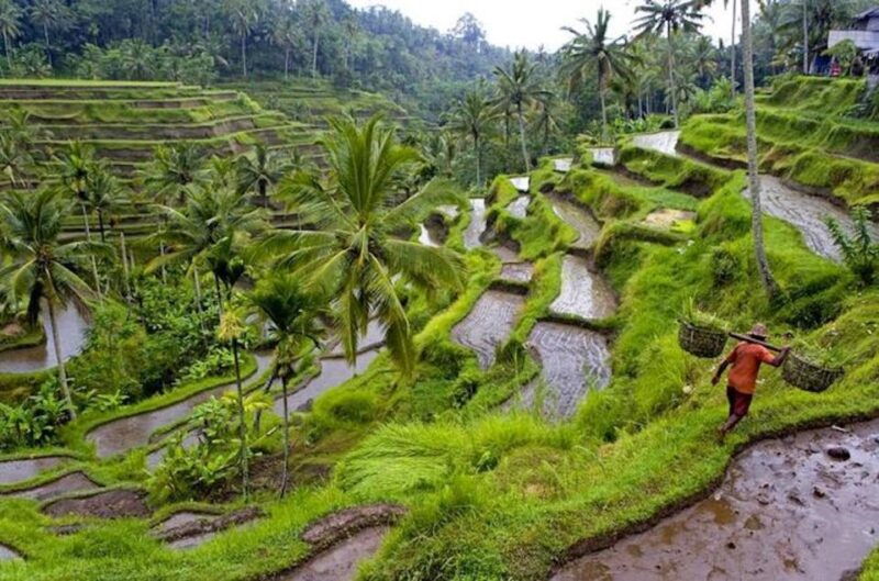 ubud-canggu-rice-terrace-waterfall-black-sand-beach