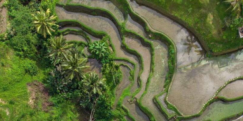 ubud-rice-terrace-holy-water-temple-waterfalls-trek-tour