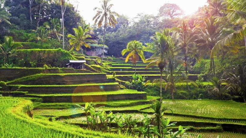 ubud-wood-carving-class-with-balinese-artisans