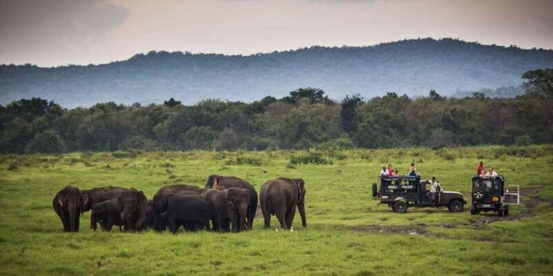 udawalawa-national-park-all-inclusive-private-day-tour