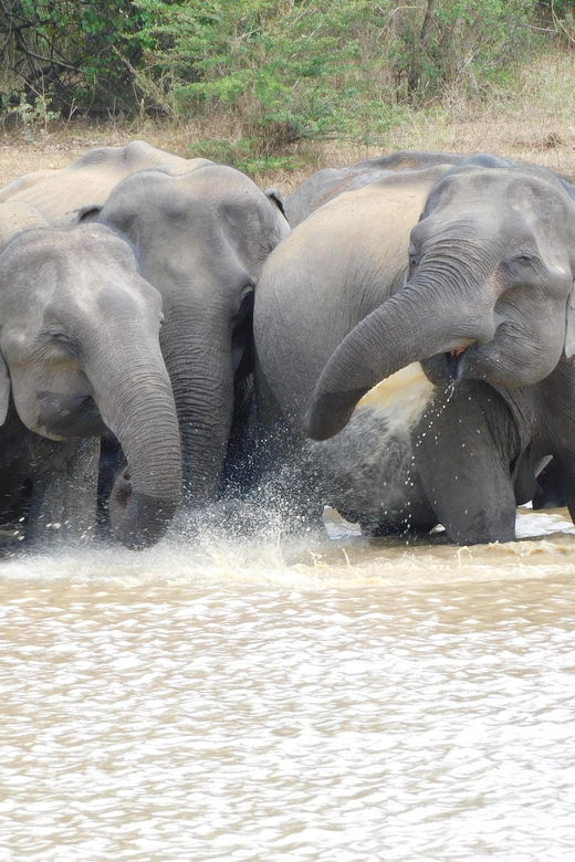 udawalawe-elephants-safari-tour-from-hambantota-port