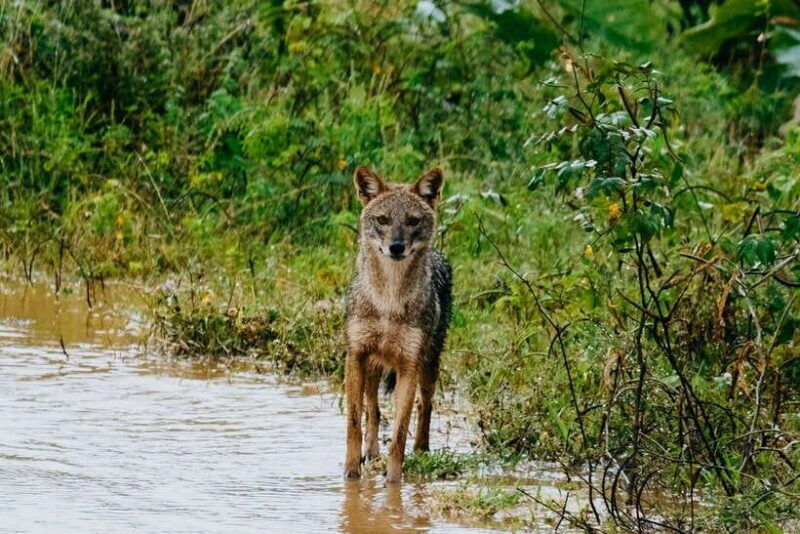 udawalawe-national-park-4-hour-safari-tour