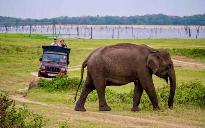 udawalawe-national-park-private-jeep-safari-from-colombo