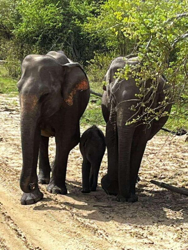 udawalawe-national-park-safari-adventure-privet-tour