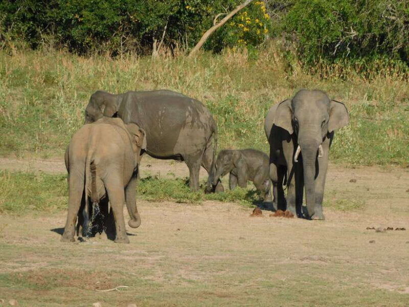 udawalawe-national-park-safari-tour-from-tissamaharama-yala