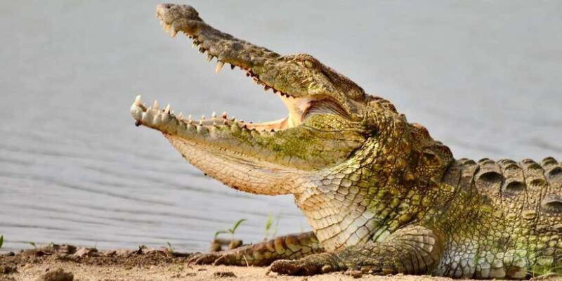 udawalawe-national-park-safari-with-experienced-driver-2