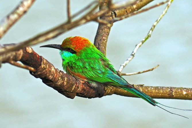 Udawalawe Safari DayTrip frm Bentota/Kalutara/Ahungalla/Hikkaduwa - Final Thoughts: Who Will Love This Tour?