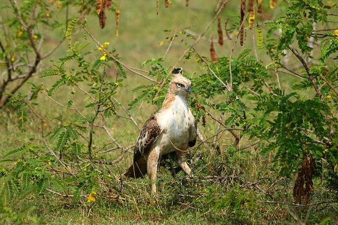 Udawalawe Safari Private Day Trip from Bentota and Kalutara Areas - FAQ