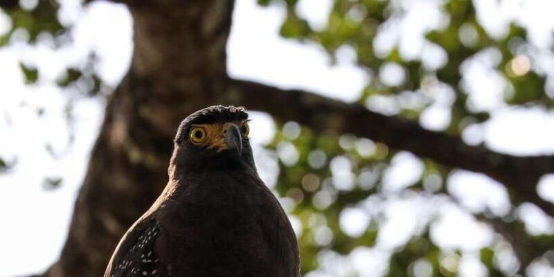 udawalawe-safari-private-tour-%f0%9f%90%98