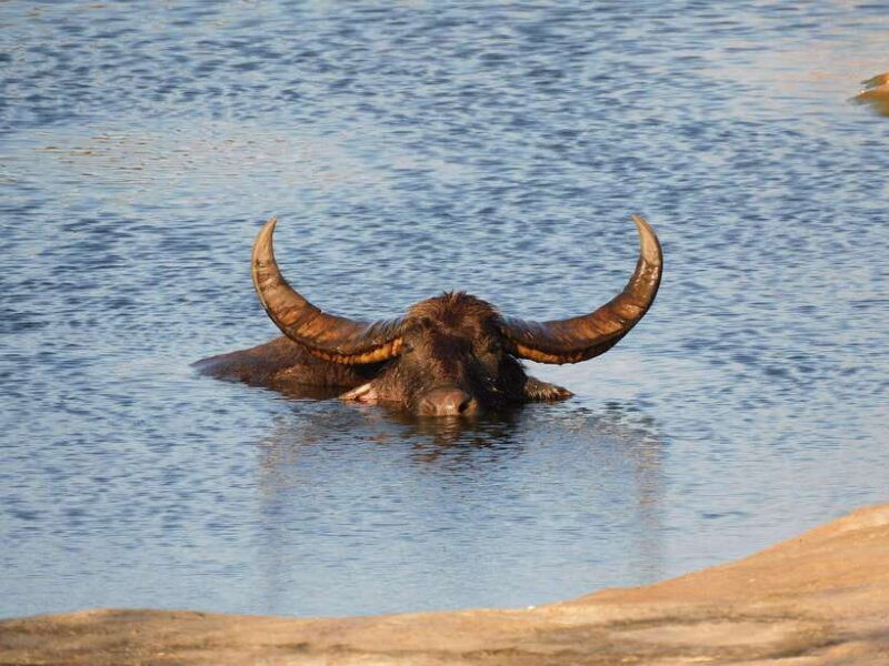 udawalawe-safari-tour-from-hambantota-portshore-excursion