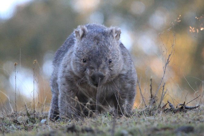 Ultimate Blue Mountains and Wildlife Tour - FAQs