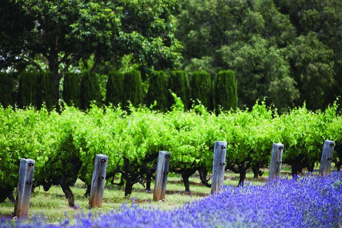 Ultimate Penfolds Magill Estate Experience - Frequently Asked Questions