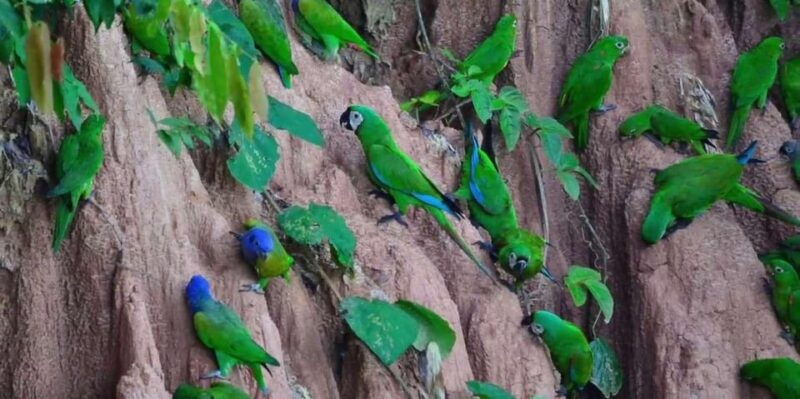 unveil-amazons-secrets-4-days-of-macaw-bliss