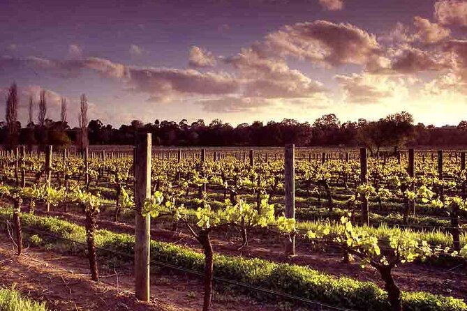 Upper Reach Winery: Swan Valley Winery and Vineyard Tour - The Sum Up
