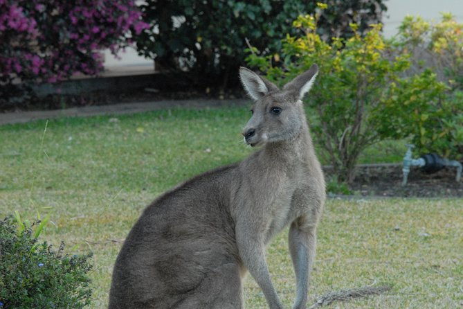 Urban Kangaroos - Summary of Pros and Cons