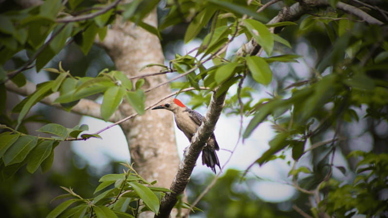 valladolid-chichen-itza-2-cenotes-shared-transportation