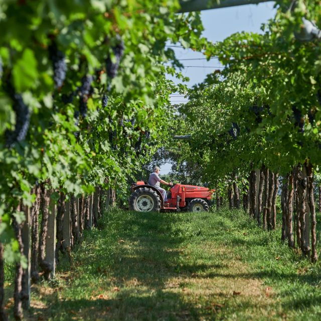 valpolicella-amarone-experience-with-cantina-visit