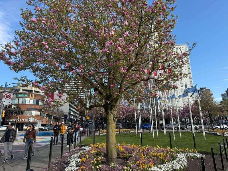 vancouver-city-tourlux-carstanley-parktotemchinagastown
