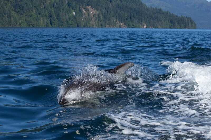 vancouver-island-campbell-river-whales-wildlife-adventure