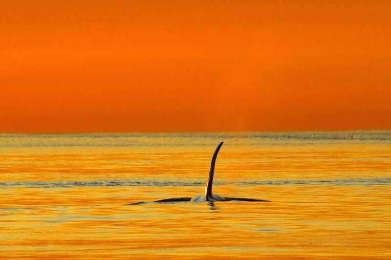 vancouver-island-cowichan-bay-sunset-whale-watching-tour