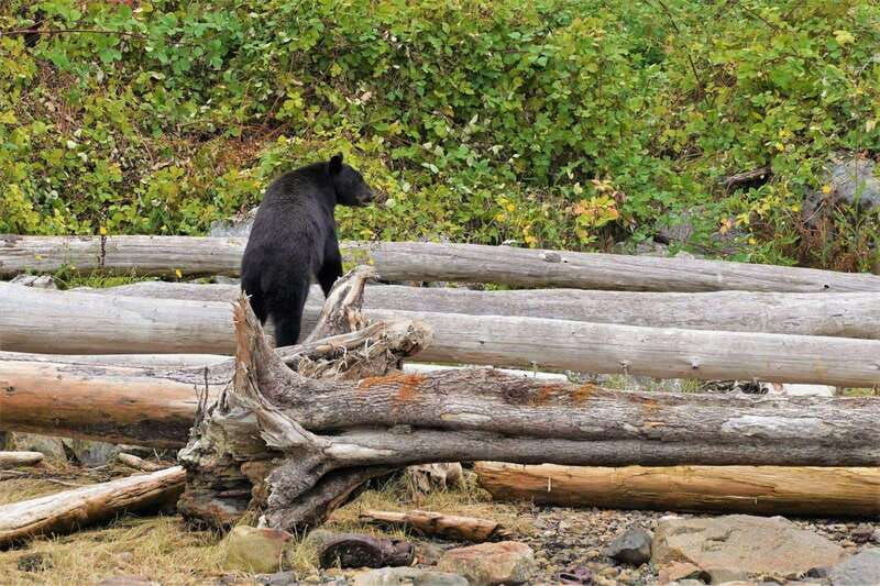 vancouver-island-spring-bears-and-whales-full-day-tour