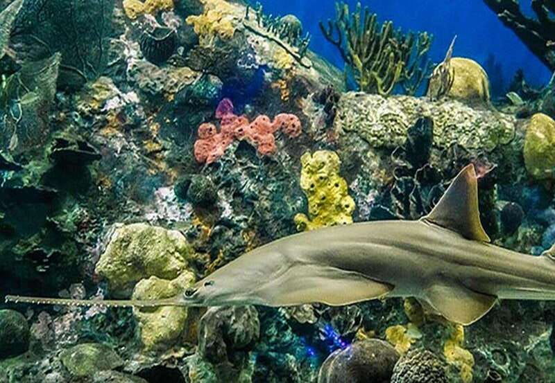veracruz-panoramic-sightseeing-city-tour-and-aquarium