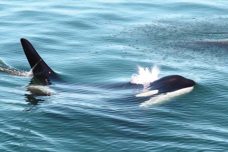 victoria-3-hour-whale-watching-tour