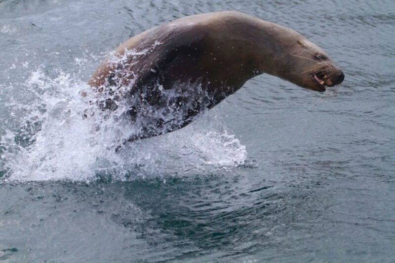 victoria-bc-marine-wildlife-whale-watch-tour