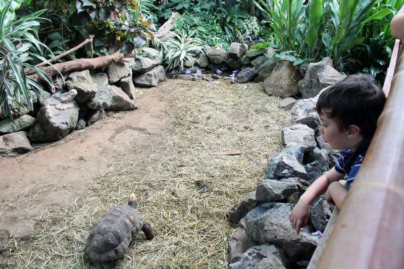 victoria-butterfly-gardens-admission-ticket