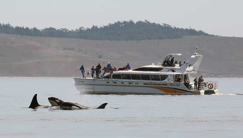 victoria-guided-wildlife-watching-tour-by-catamaran